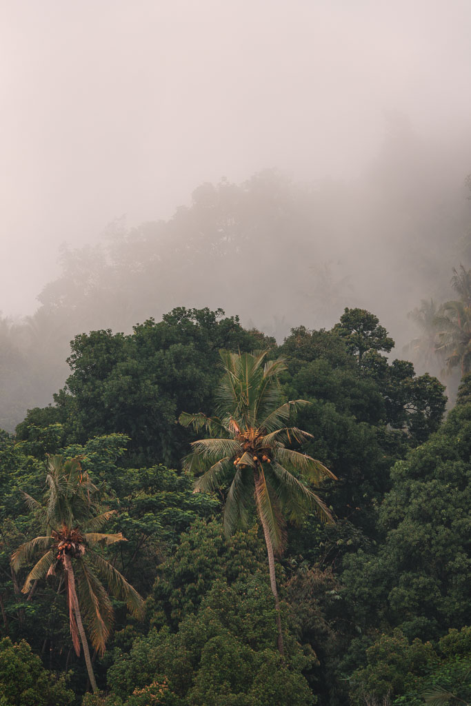 Fog lingering in the canopy of the dense jungle in Sidemen