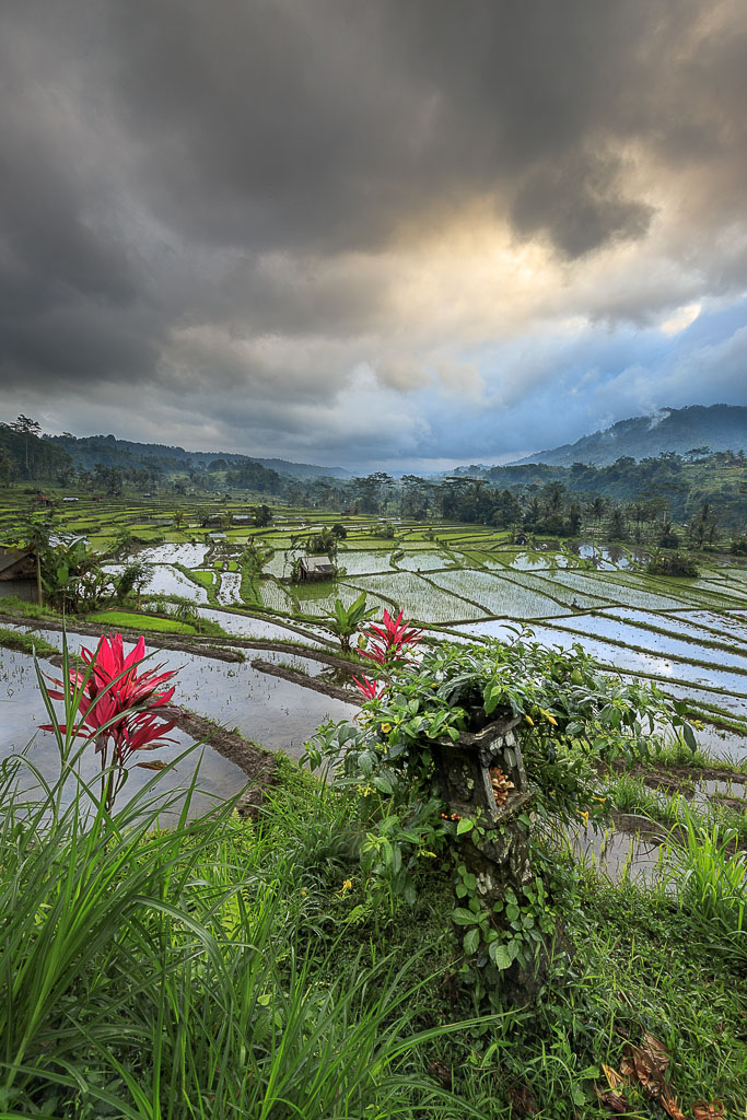 Views over the rice fields on a cloudy day in Sidemen