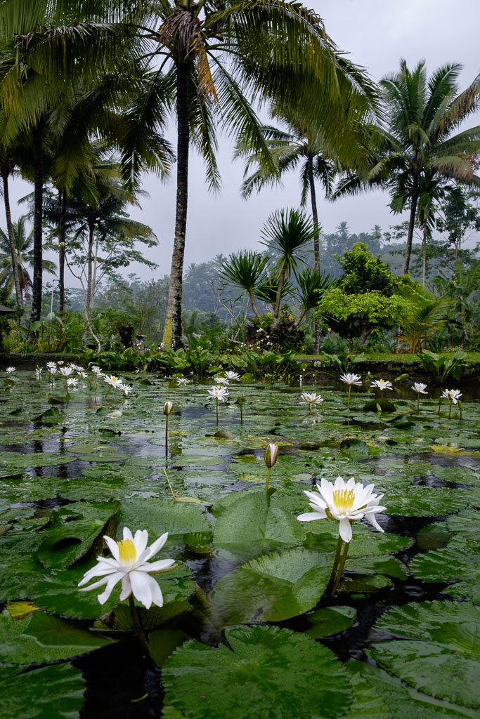Lotus flowers on a pond while it is raining - Sidemen - Karangasem Regency - Bali
